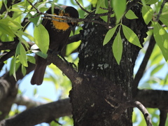 Xanthocephalus xanthocephalus