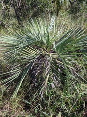 Butia archeri