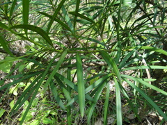 Podocarpus guatemalensis