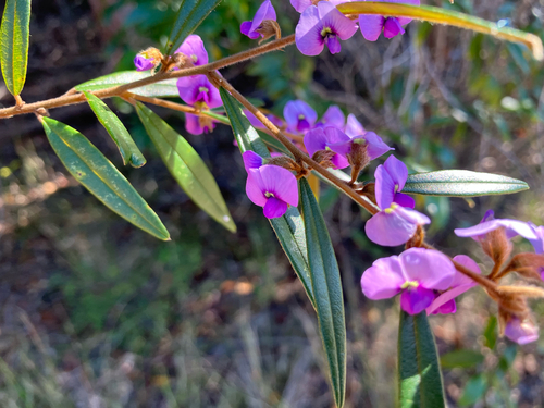 Purple Bush Pea