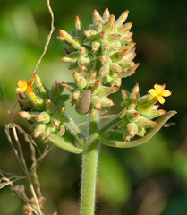 Kalanchoe lanceolata, photograph (c) Bernard DUPONT, some rights reserved (CC BY-SA)