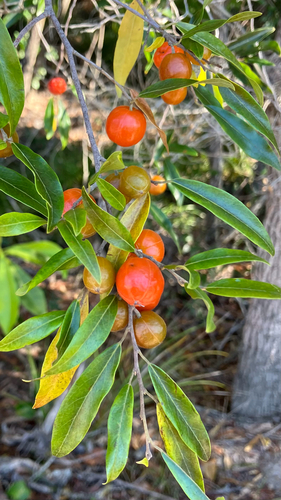 Long-leaved Bitter Bark