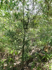 Podocarpus guatemalensis