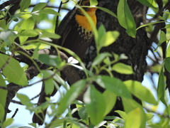 Xanthocephalus xanthocephalus