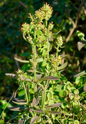Kalanchoe lanceolata, photograph 2