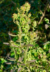 Kalanchoe lanceolata, photograph (c) Bernard DUPONT, some rights reserved (CC BY-SA)