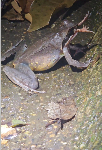 Megophrys major, 2026-07-29