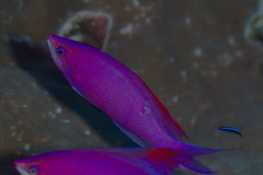 Mirolabrichthys pascalus