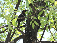 Xanthocephalus xanthocephalus