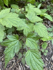 Eriocapitella × hybrida