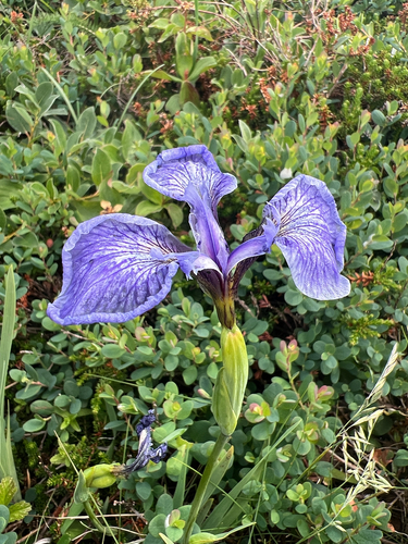 Iris hookeri, photograph 6