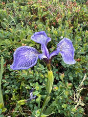 Iris hookeri, photograph author not stated, no rights reserved