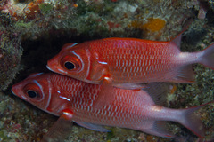 Sargocentron caudimaculatum