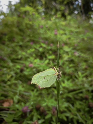 Common Brimstone