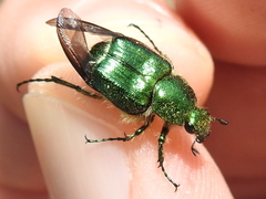 Trichiotinus lunulatus