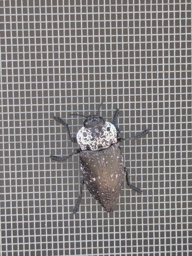 Flat-headed Root-borer