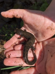 Desmognathus kanawha