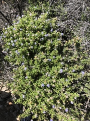 Ceanothus foliosus medius