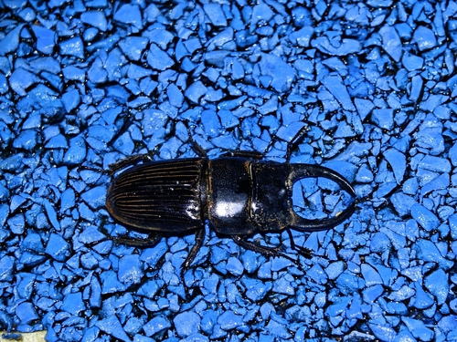Aegus chelifer chelifer