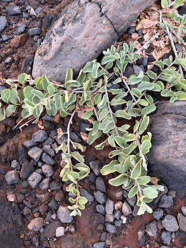 Jacquemontia sandwicensis observed 2026-07-30