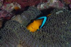 Amphiprion chrysopterus