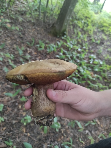 Lurid Bolete