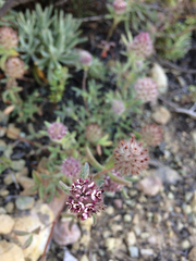 Trifolium macraei