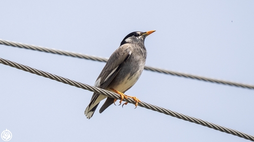White-cheeked Starling