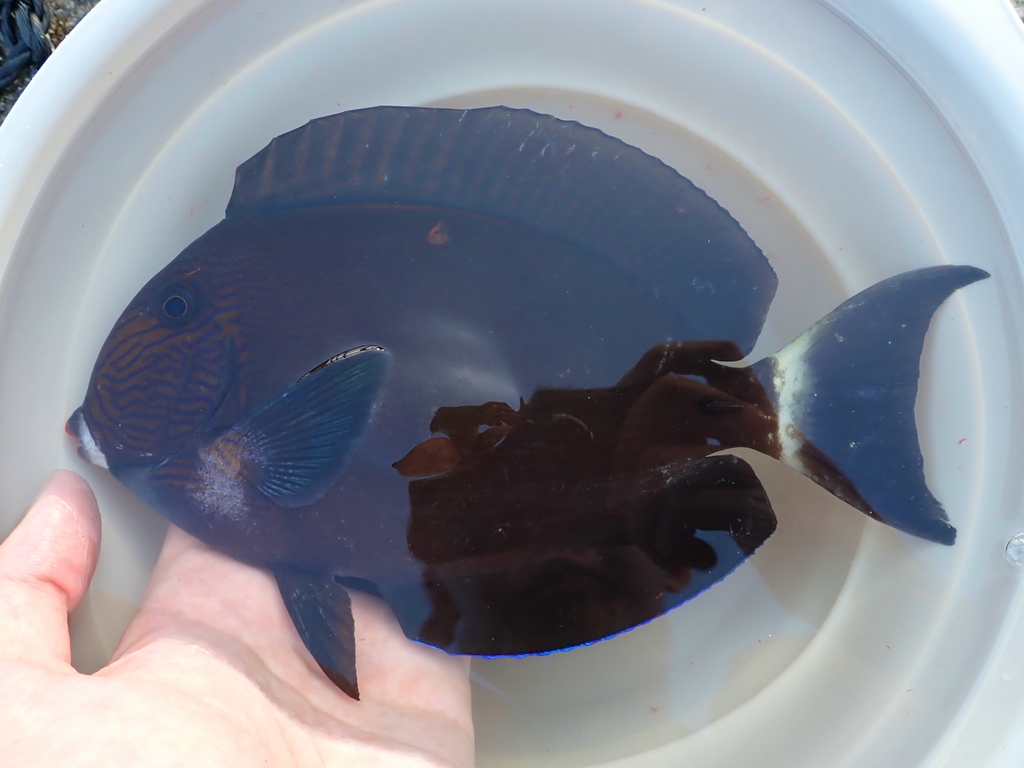 Whitechin Surgeonfish