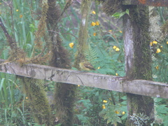 Myiophobus flavicans