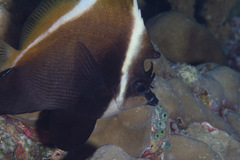 Heniochus varius