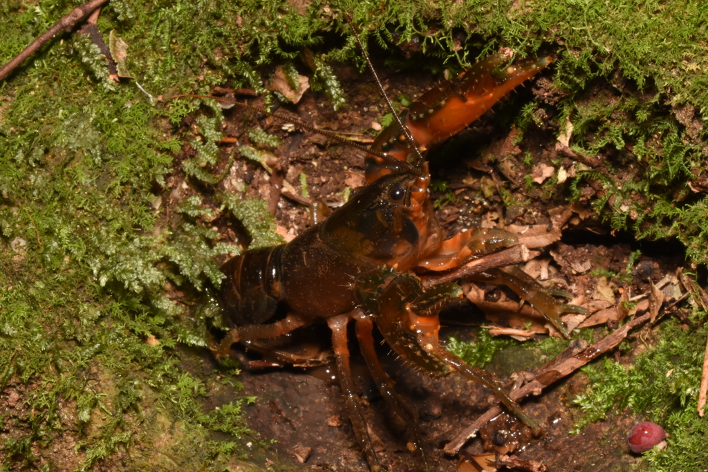 Fetzner's Spiny Crayfish