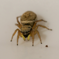Heliophanus tribulosus