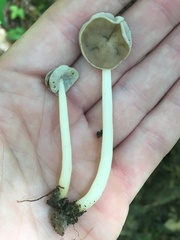 Helvella levis