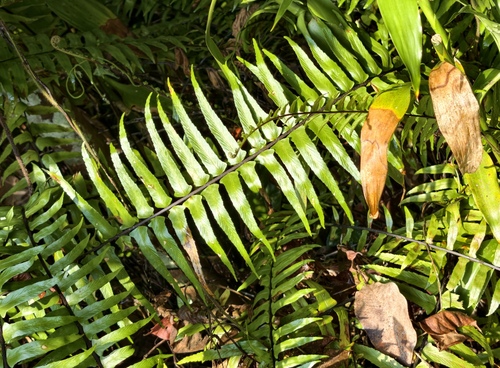 Asplenium longissimum observed 2026-04-05