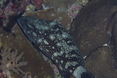 Epinephelus coeruleopunctatus
