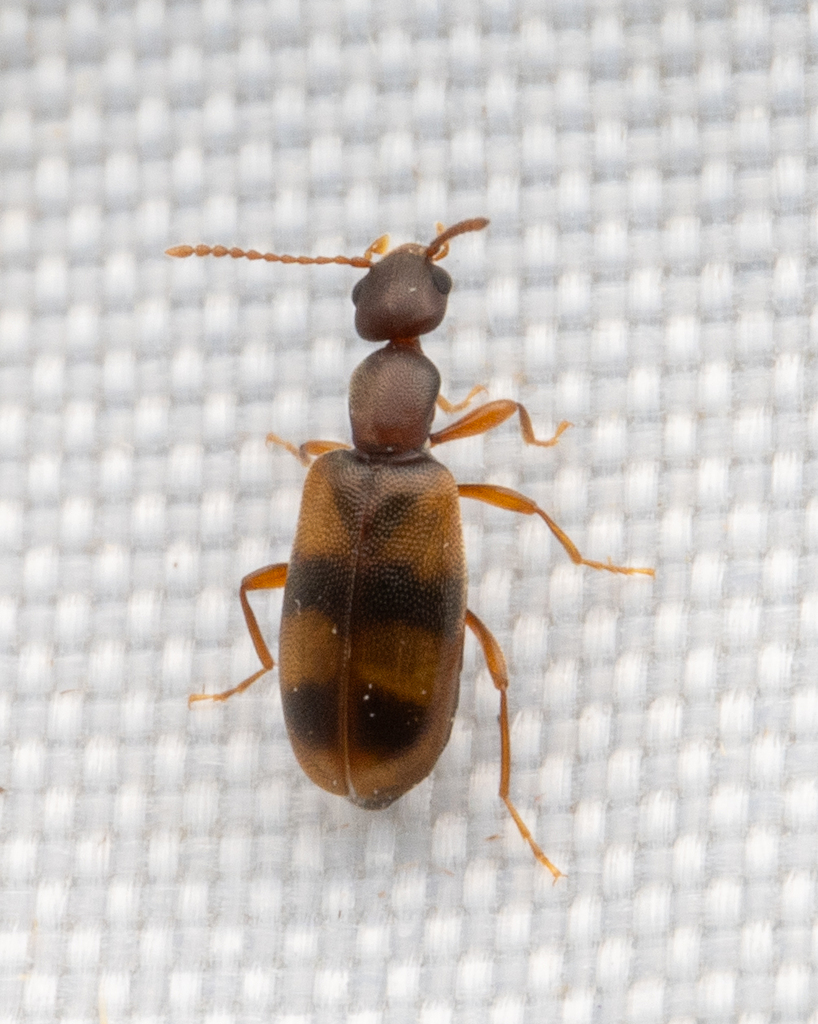 Anthicus sillemi