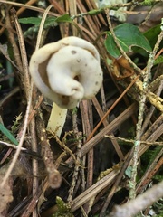 Helvella levis