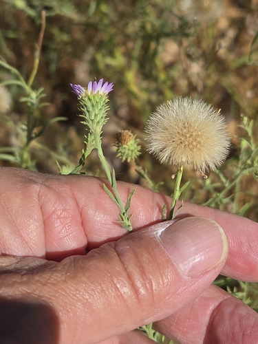 Dieteria asteroides, photograph 4