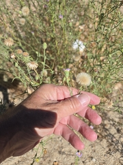 Dieteria asteroides, photograph author not stated, no rights reserved