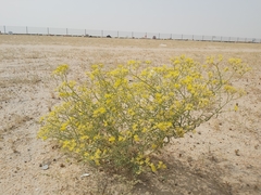 Haplophyllum tuberculatum
