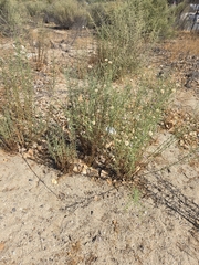 Dieteria asteroides, photograph author not stated, no rights reserved