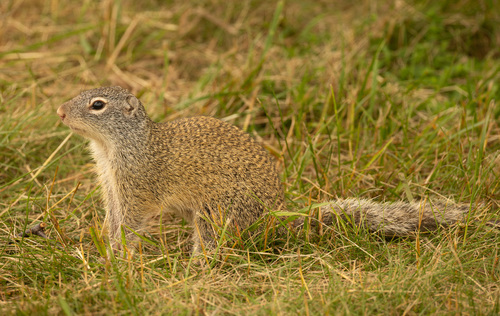 Franklin's Ground Squirrel, Lake County, MN, USA, photo 6 of 10