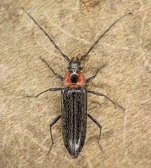 Stenosphenus notatus