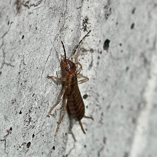 Forficula tomis