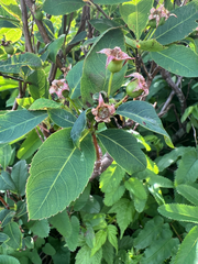 Amelanchier bartramiana, photograph author not stated, no rights reserved