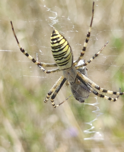 Wasp Spider