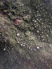Bacidina delicata
