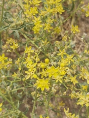 Haplophyllum tuberculatum