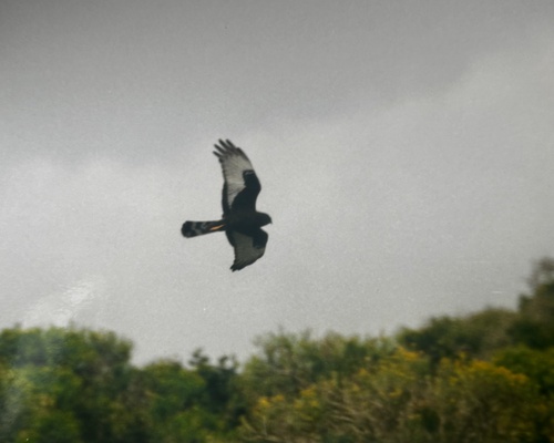 iNaturalist image